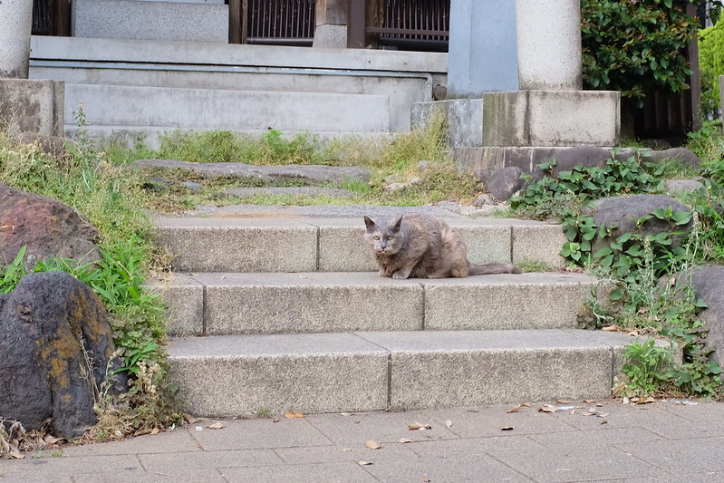 池袋駅前公園の猫。サビ。