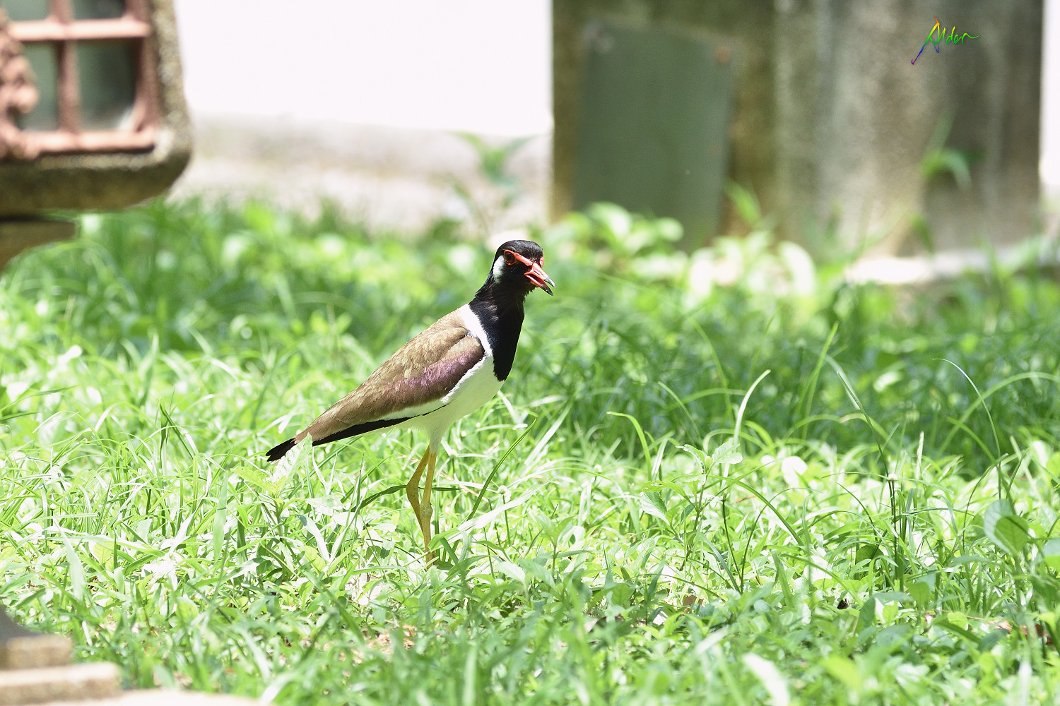 Red-wattled_Lapwing_8594