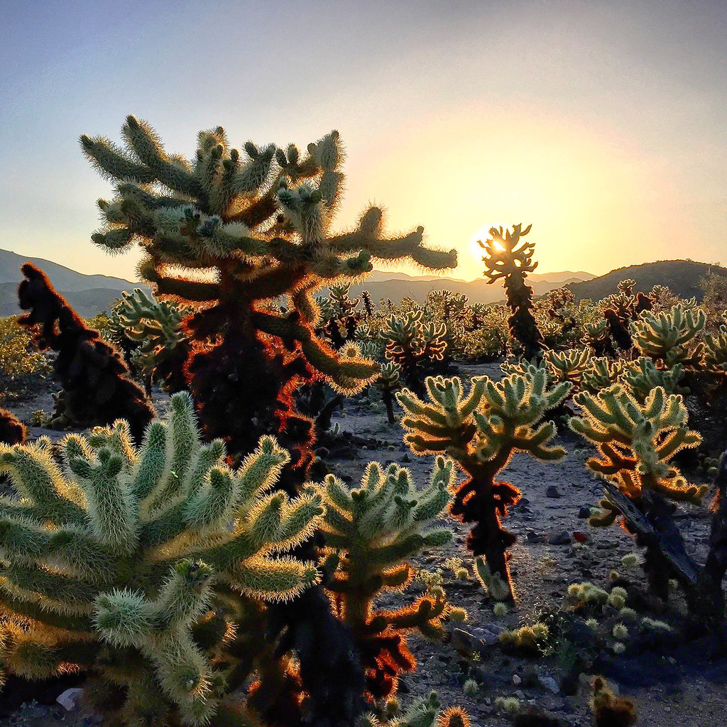 Cholla Cactus Garden - Joshua Tree National Park - California