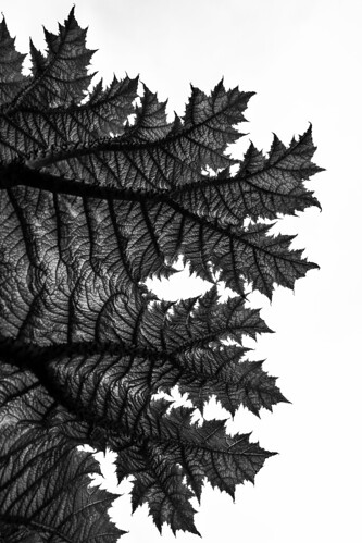 contrast bw blackandwhite leaf abstract black lines monochrome nature pattern simonandhiscamera white texture