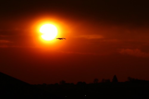 ibis sunset autumn sun hadeda southafrica kyalami tramonto sole