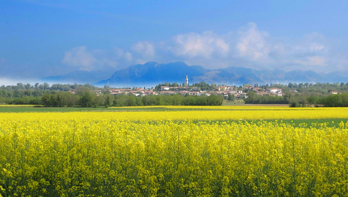 field country landscape village countryside colza rapeseed