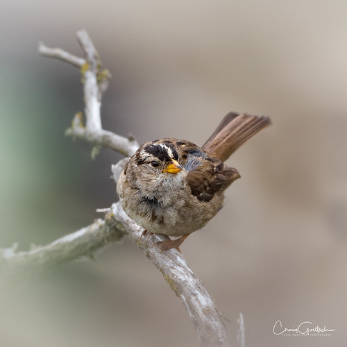 jettyroad mosslanding california sparrow bird avian nature bokeh wildlife songbird nikon d750