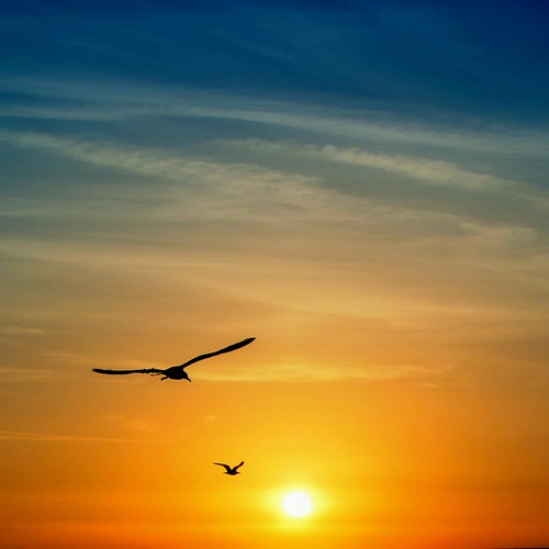 gabbiani sole tramonto uccelli sun sunset