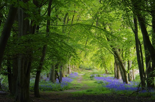 woods trees bluebells blue green nature path trail way arch light shropshire abbeywoods
