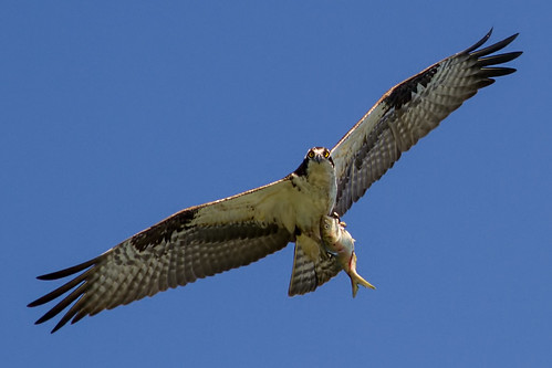 cmsheehy colemansheehy nature wildlife bird hawk osprey fishhawk rappahannockriver virginia pandionhaliaetus