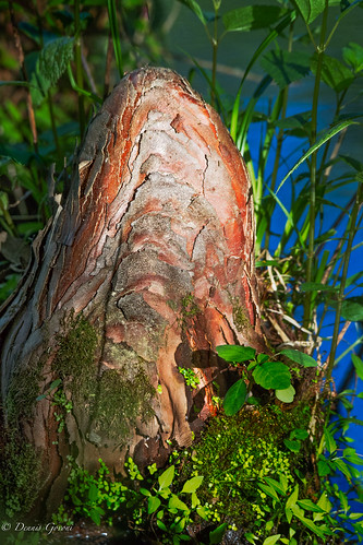meadowlark closeup cypresstrees sunrise vienna virginia unitedstates us