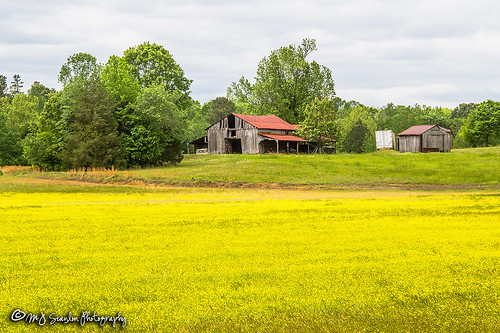 tennessee rural country countryside barn meadow field scanlon canon digital 7d eos photograph photography photo scene landscape structure