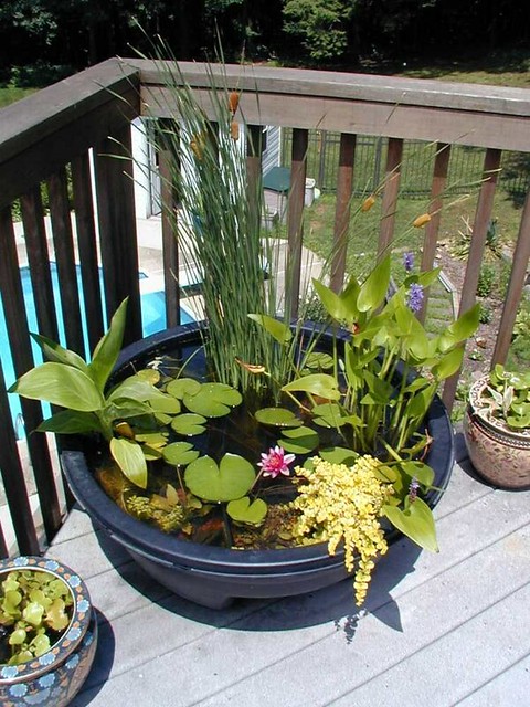 Amazing Ideas of How to Make Mini Ponds in Pots