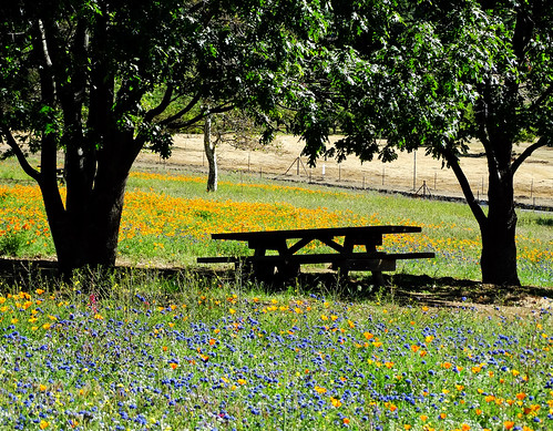 oakglenca losriosrancho california usa landscapes picnictable wildflowers oaktree spring springflowers shadetrees