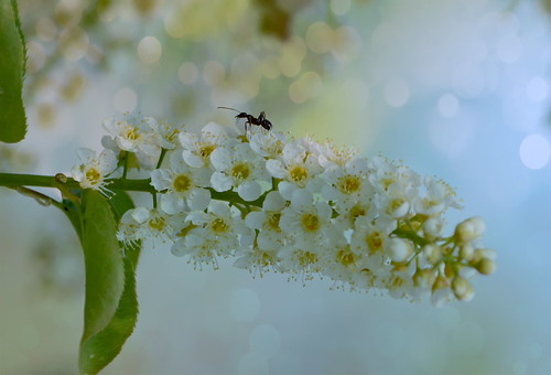 macro macromondays nikond3200 55300mmlens cropped ant cherry wildflowers wildblackcherry intothewoods