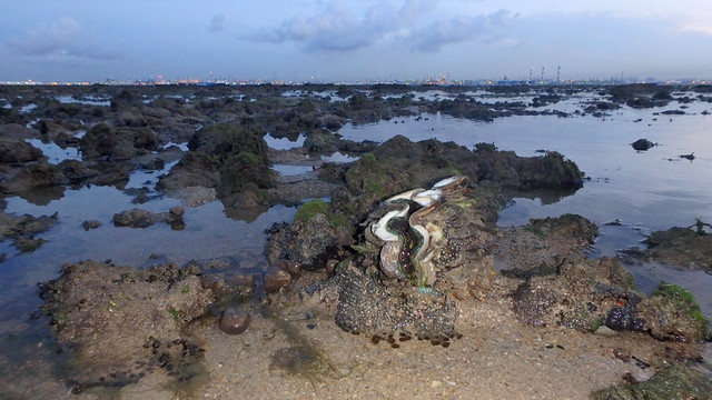 Fluted giant clam (Tridacna squamosa)