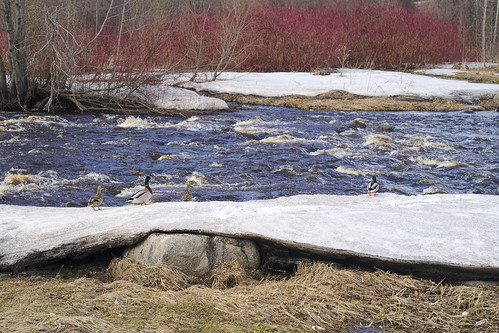 boulder ice nature river snow spring water ducks rock