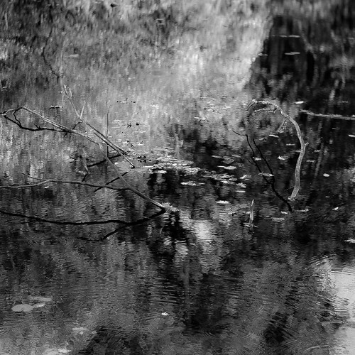 captaindanielwrightwoods d5000 dof nikon abstract autumn blackwhite blackandwhite blur branches bw depthoffield forest landscape leaves monochrome natural noahbw reflection square trees water woods