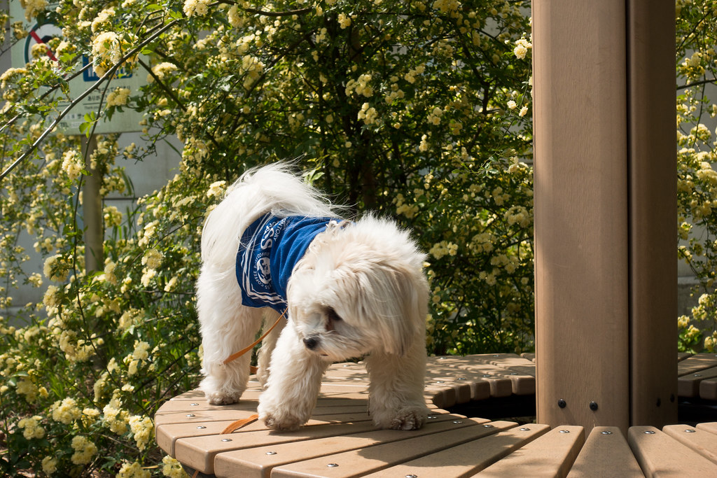 雑記 犬の散歩 カメラの瞬き そなたは美しい 仮