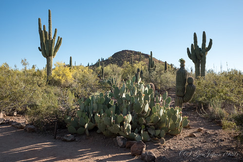 2017 アメリカ合衆国 サボテン フェニックス 旅行 砂漠植物園 風景 phoenix travel fujifilmx70 usa landscape cactus