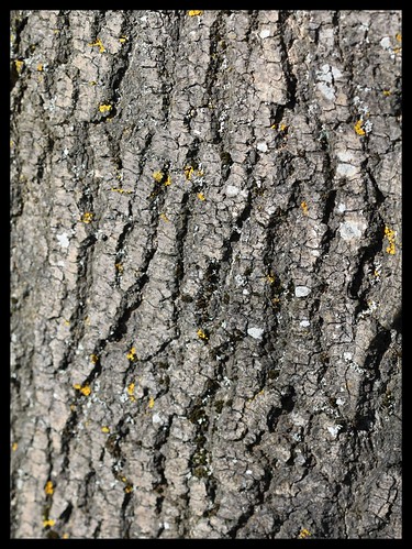 Fraxinus excelsior - frêne élevé, frêne commun 34493899736_b04fb29bd9