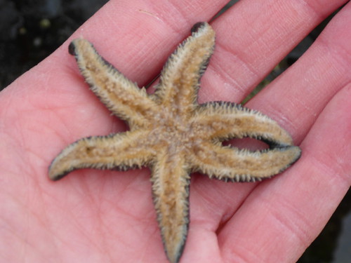 Six armed sea star - Leptasterias hexactis