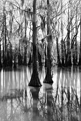 cypress swamps