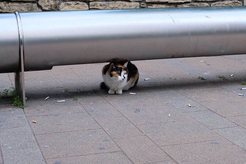 池袋駅前公園の猫。三毛猫