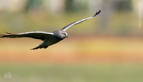 circuscyaneus afternoon bird coyotehillsregionalpark grayghost hawk northernharrier owlish raptor sanfranciscobay