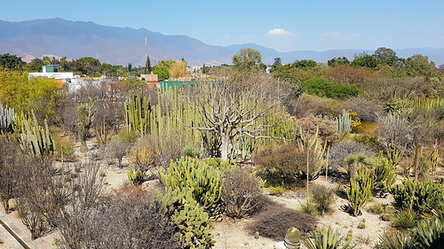 oaxaca mexico s7edge smartphone santadomingoandtheformermonastery museum views monastery culturalcentre gardens cactus trees