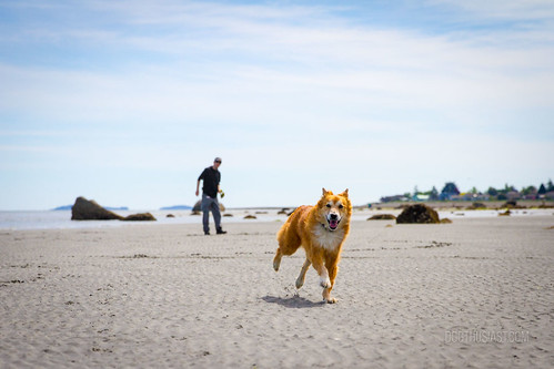 Qualicum Beach Dogs