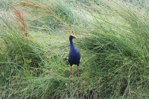 otipua wetlands scenic landscape timaru south canterbury new zealand pukeko native wildlife bird