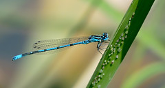 Azure Damselfly (Coenagrion puella) male - Photo of Toudon