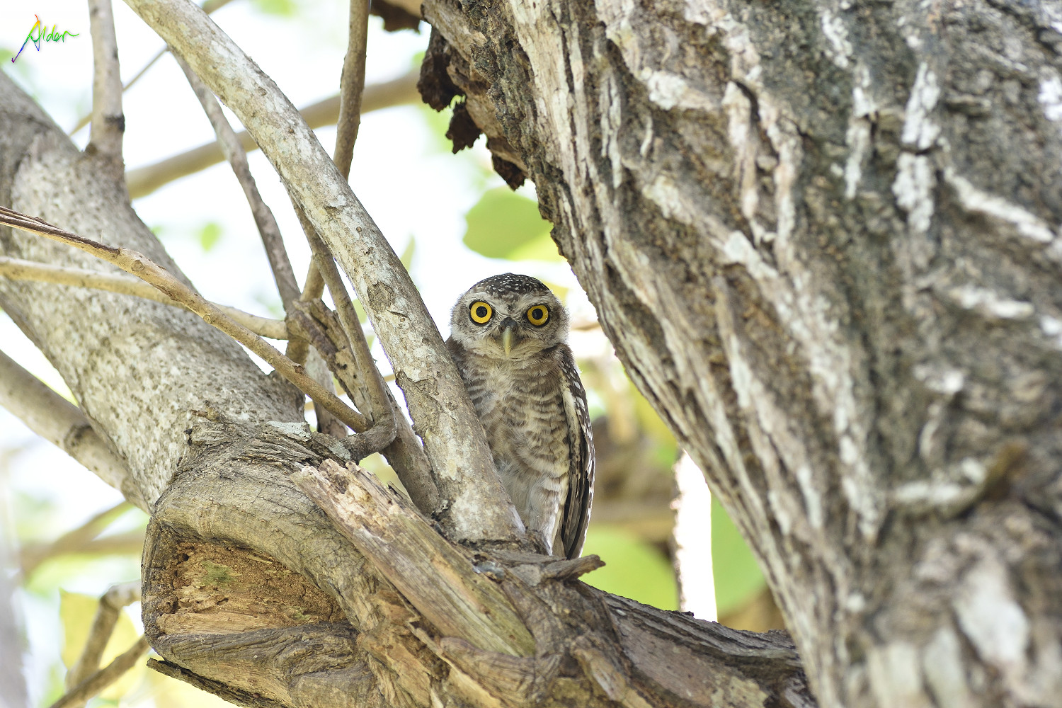 Spotted_Owlet_8723