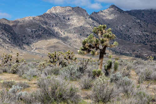ca california flickr joshuatrees unitedstates desert joshuatree