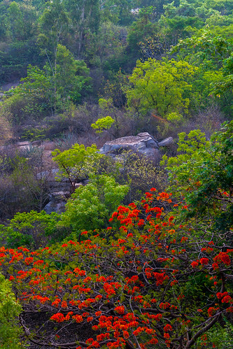 nature birdsofindia canon7dmkii hyderabadbirds telangana india in birdsoftelangana hyderabadlakes habitat himayatsagar riveresi rivermusi ef70200mmf4lisusm