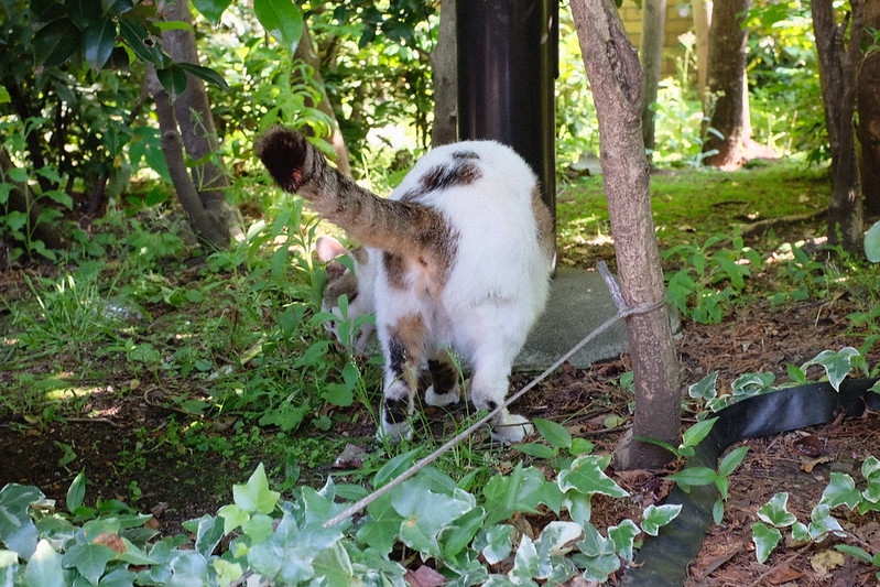 東池袋中央公園の猫。白キジブチ草をスリスリ
