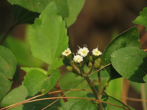 asteraceae nepal plant richhoyer