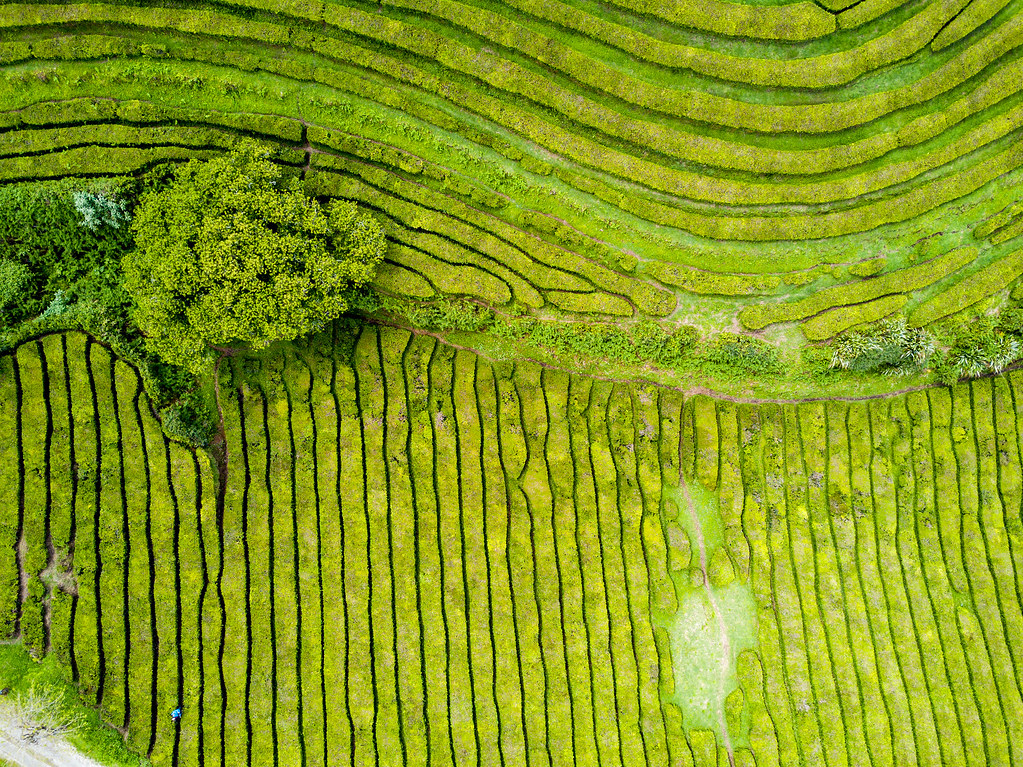 Tea Fields from Above - São Miguel, Azores