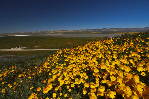 carrizoplain nationalmonument natural naturalbeauty naturallandcape spring spring2017 superbloom 2017superbloom 2017 flowers wildflowers wilderness centralcalifornia sanluisobispocounty bloom blooming springbloom springcolors desertflowers colors vast flowerfields 2017wildflowers yellow yellowflowers ca california californiawildflowers sodalakelookout sodalake daisies monolopia monolopiamajor cuppedmonolopia