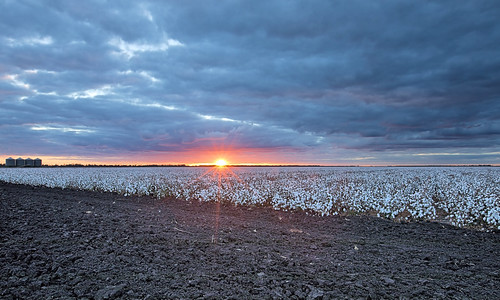 pampas millmerran yandilla condamineriver sunset cotton canon eos eos5dmkiv sky landscape