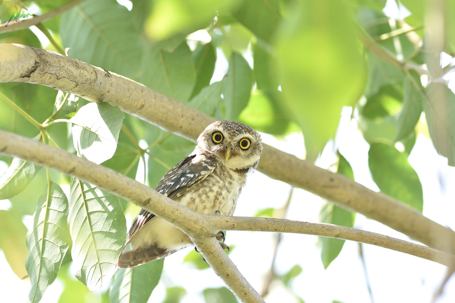 Spotted_Owlet_8708