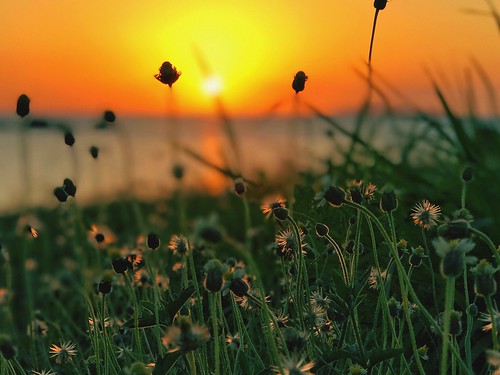 grass golden goldenhour sea beach nature tranquil sunset