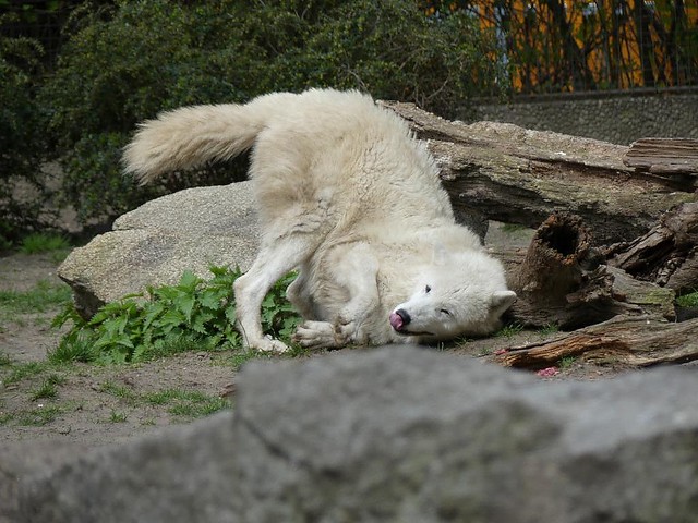 Polarwolf, Zoo Berlin