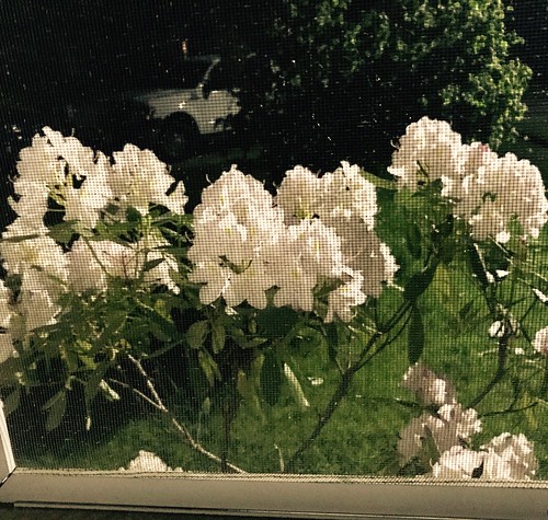 window screen rhododendron flower
