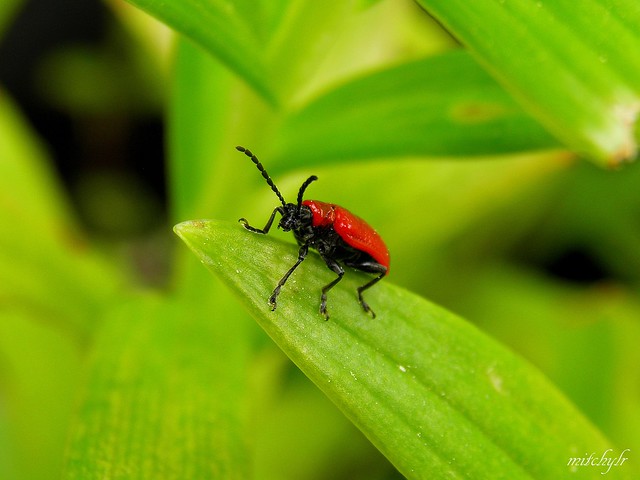Lily Beetle 1