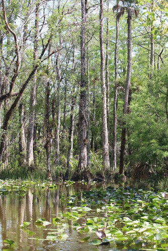 florida everglades billieswampsafari bigcypressseminoleindianreservation alligators wildbirds swamp