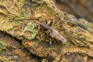 Longhorn beetle (Cerambycidae) - DSC_4487