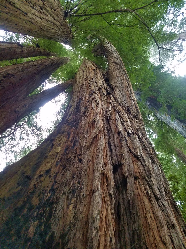 Tall Trees Grove