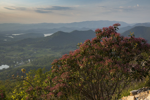 mountain laurel bush grow spring mountaintop flower shrub landscape evening dusk shadows lake dslr 5d markiv leaves green clouds sky