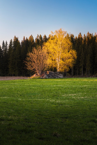 koivu auringonlasku nurmi suomi finland sunset birch valo pelto field maisema maalaismaisema countryside landscape scenery spring summer lempäälä kevät kesä kuokkala