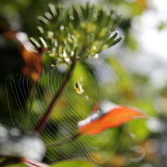 web, blurriest