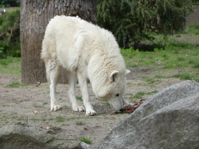Polarwolf, Zoo Berlin