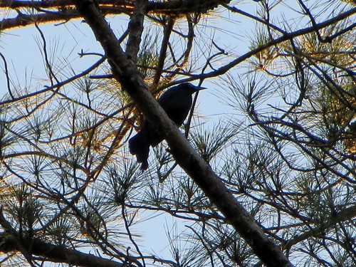 lumberton nc northcarolina robesoncounty outside outdoors nature tree trees greenery sky branches treelimbs landscape bluesky bird blackbird birdwatching backyard